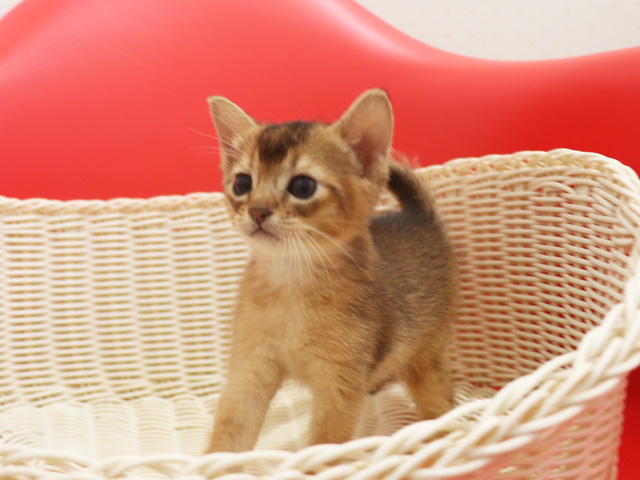 �A�r�V�j�A���̎q�L�摜