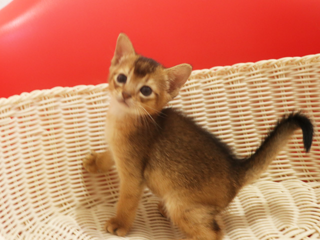 �A�r�V�j�A���̎q�L�摜