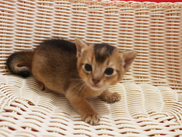 �A�r�V�j�A���̎q�L�摜