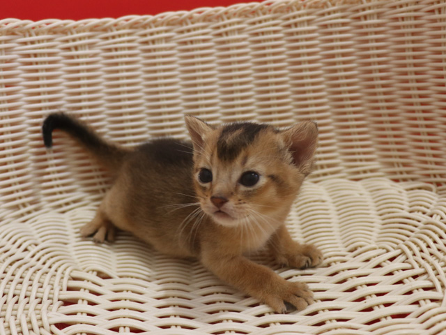 �A�r�V�j�A���̎q�L�摜