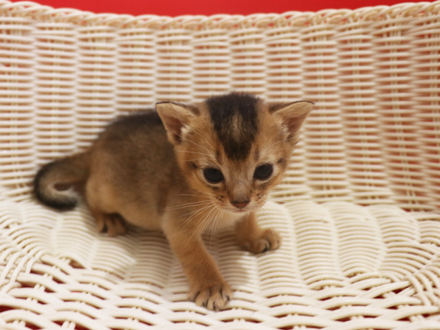 �A�r�V�j�A���̎q�L�摜