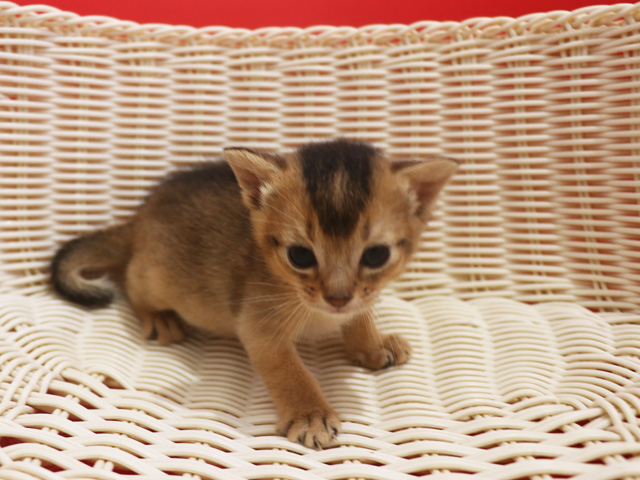 �A�r�V�j�A���̎q�L�摜