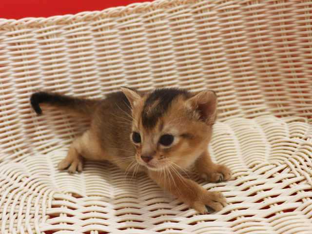 �A�r�V�j�A���̎q�L�摜