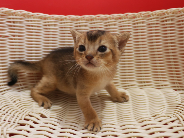 �A�r�V�j�A���̎q�L�摜