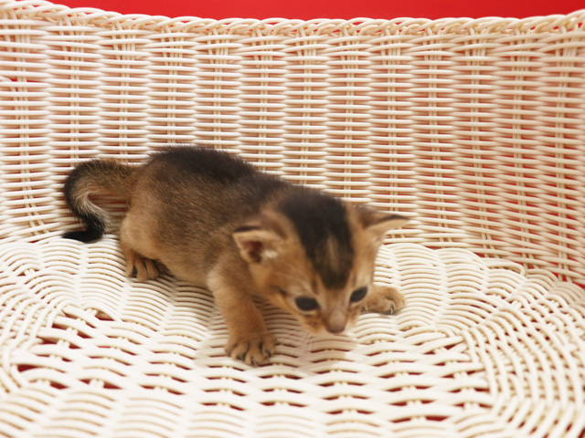 �A�r�V�j�A���̎q�L�摜