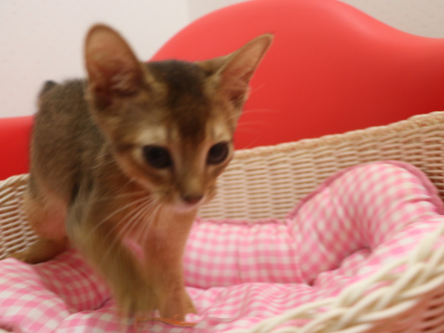 �A�r�V�j�A���̎q�L�摜