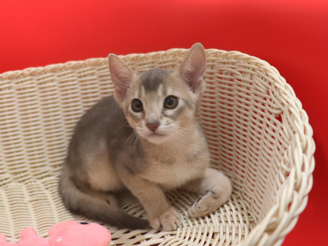 �A�r�V�j�A���̎q�L�摜