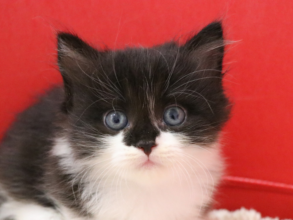 マンチカンの子猫画像