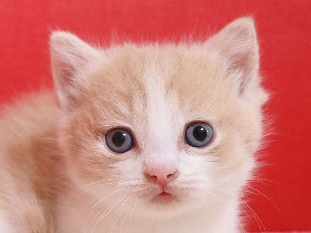 マンチカンの子猫画像