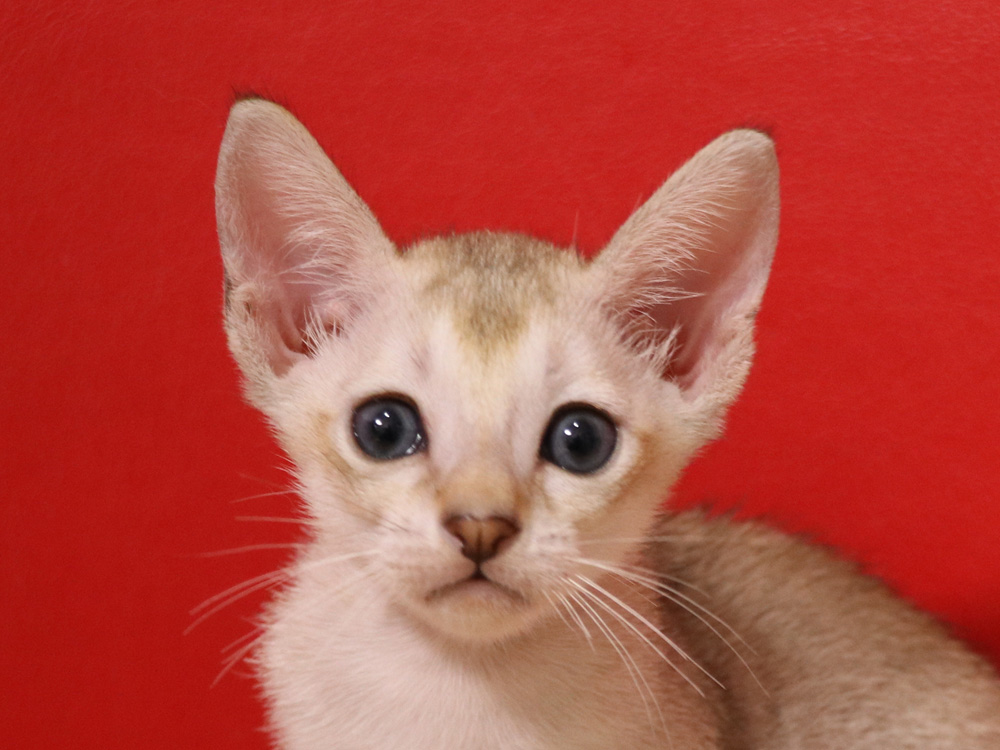 シンガプーラの子猫画像