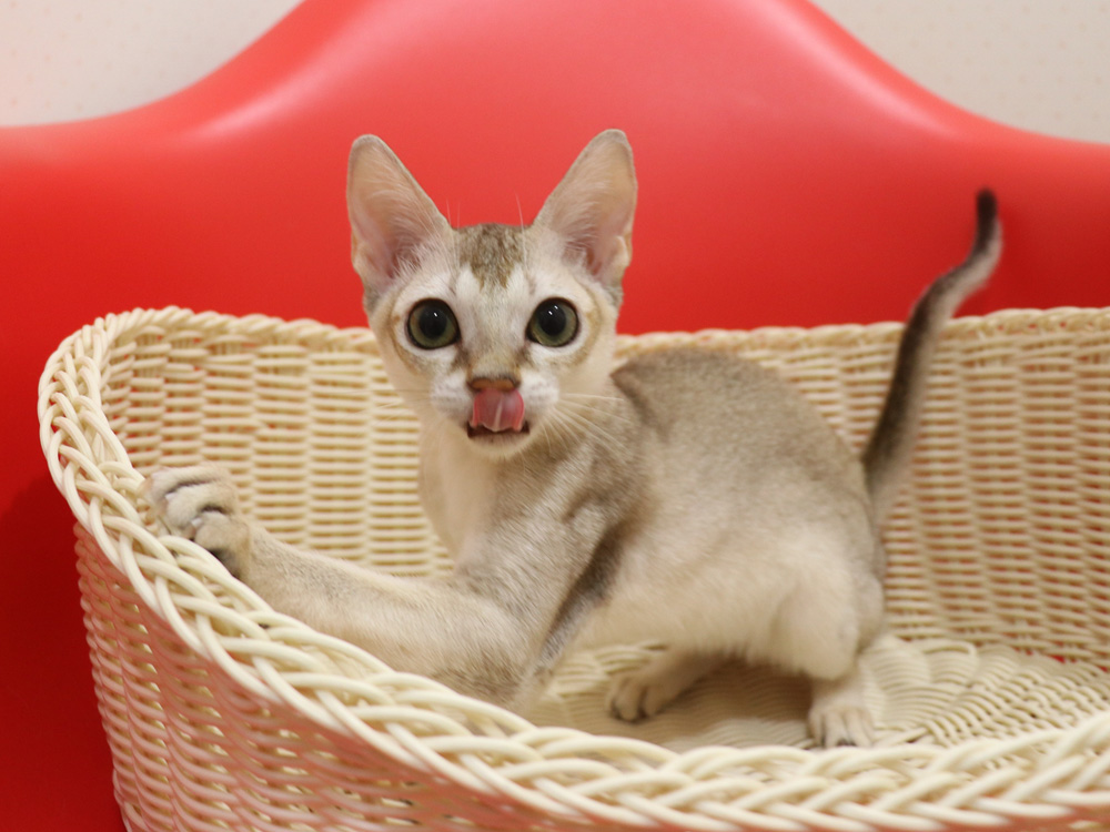 シンガプーラの子猫画像