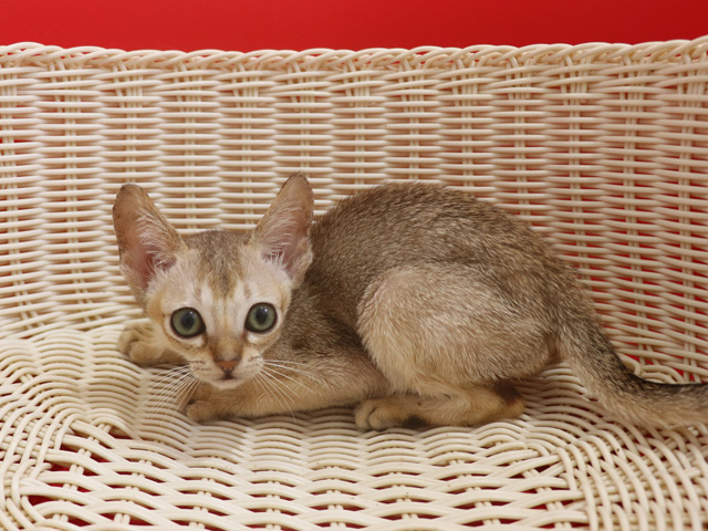 シンガプーラの子猫画像