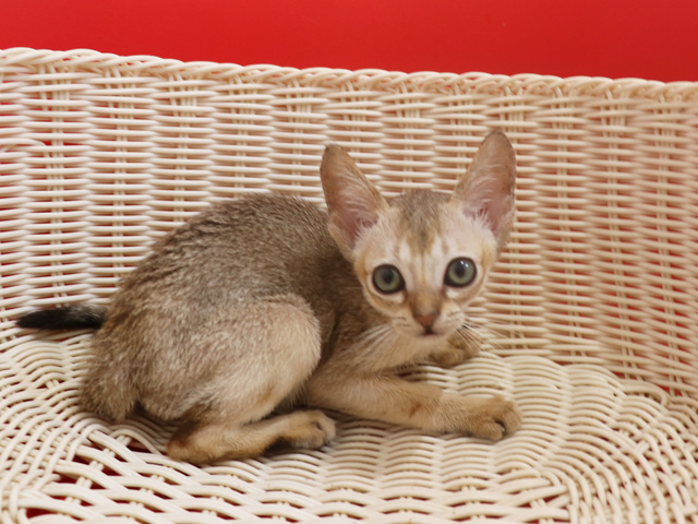 シンガプーラの子猫画像