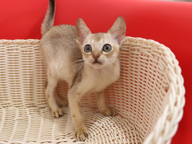 シンガプーラの子猫画像