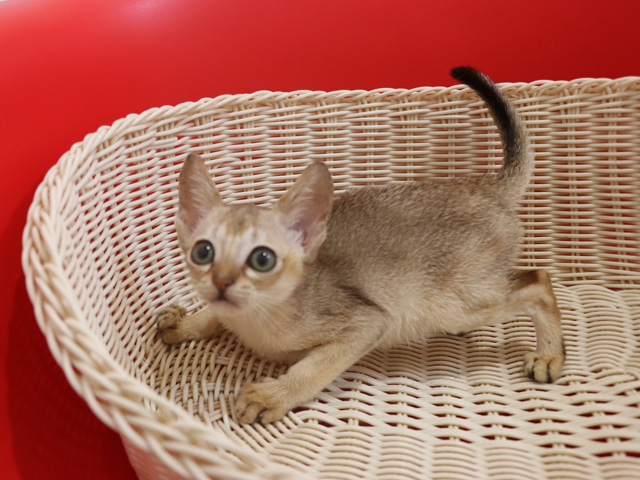 シンガプーラの子猫画像