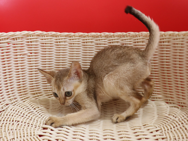 シンガプーラの子猫画像