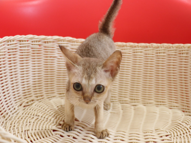 シンガプーラの子猫画像