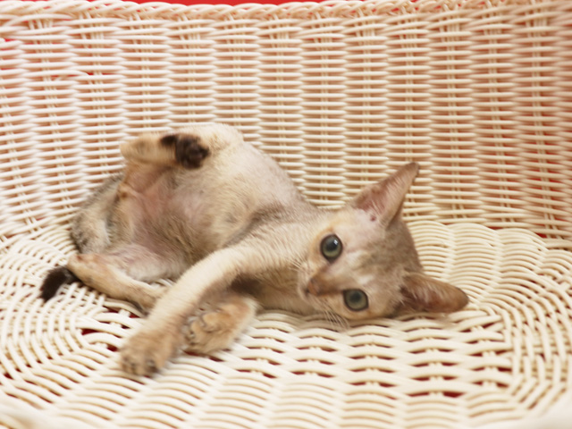 シンガプーラの子猫画像