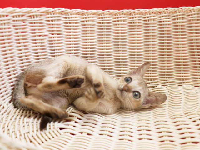 シンガプーラの子猫画像