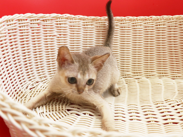 シンガプーラの子猫画像