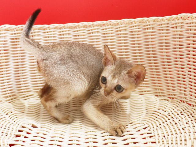 シンガプーラの子猫画像