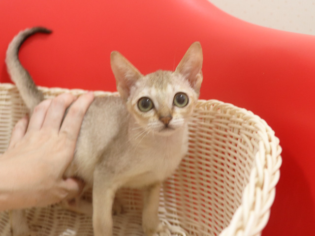 シンガプーラの子猫画像