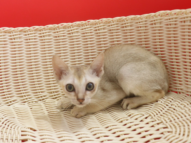 シンガプーラの子猫画像