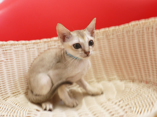 シンガプーラの子猫画像