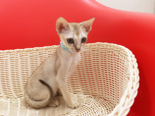 シンガプーラの子猫画像