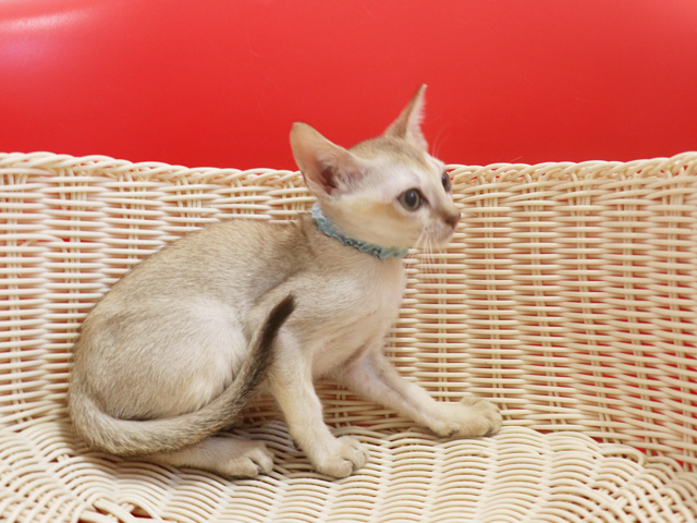 シンガプーラの子猫画像