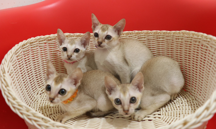 シンガプーラの子猫画像