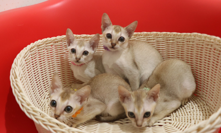 シンガプーラの子猫画像