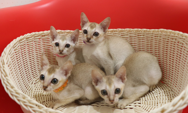 シンガプーラの子猫画像