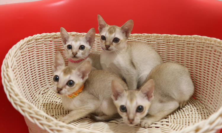 シンガプーラの子猫画像