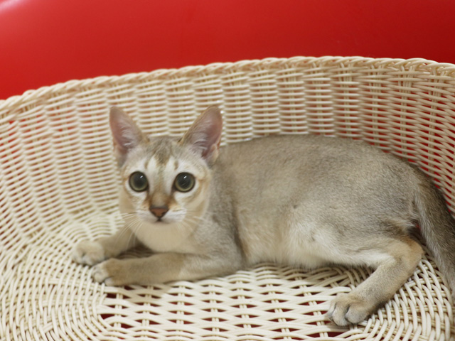 シンガプーラの子猫画像