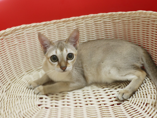 シンガプーラの子猫画像