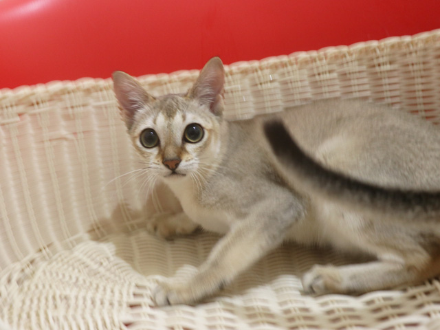 シンガプーラの子猫画像