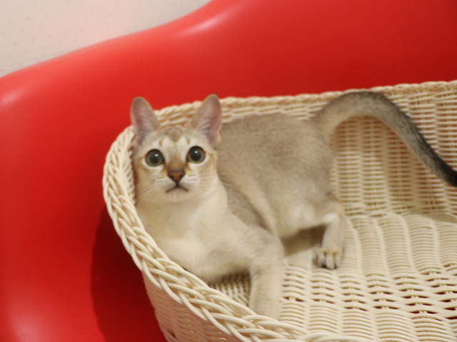 シンガプーラの子猫画像