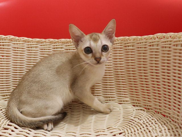 シンガプーラの子猫画像