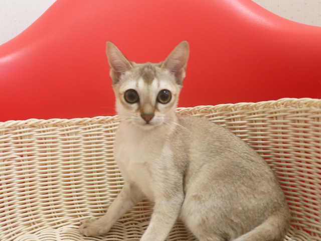 シンガプーラ子猫画像