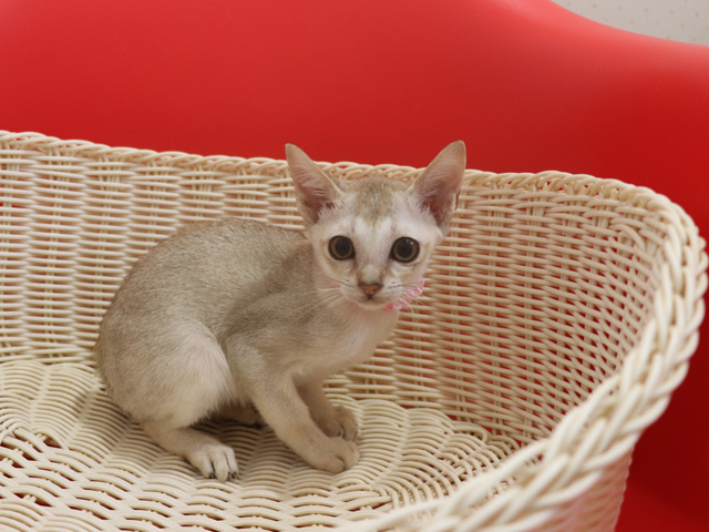 シンガプーラの子猫画像