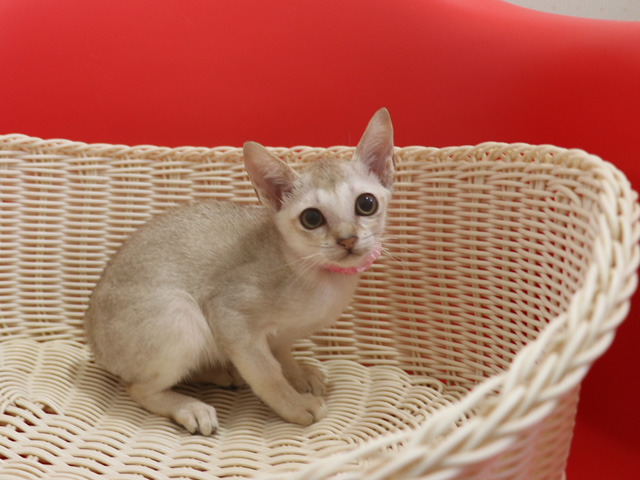 シンガプーラの子猫画像