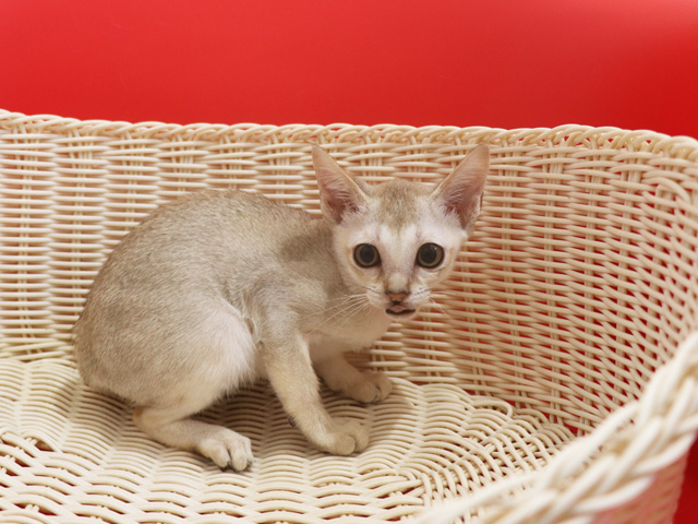 シンガプーラの子猫画像