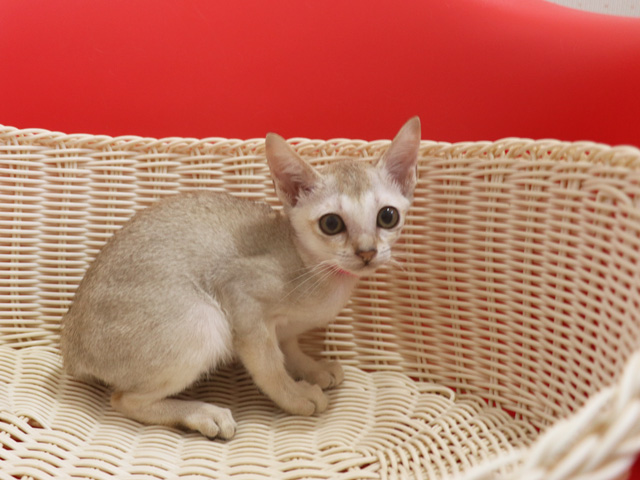 シンガプーラの子猫画像