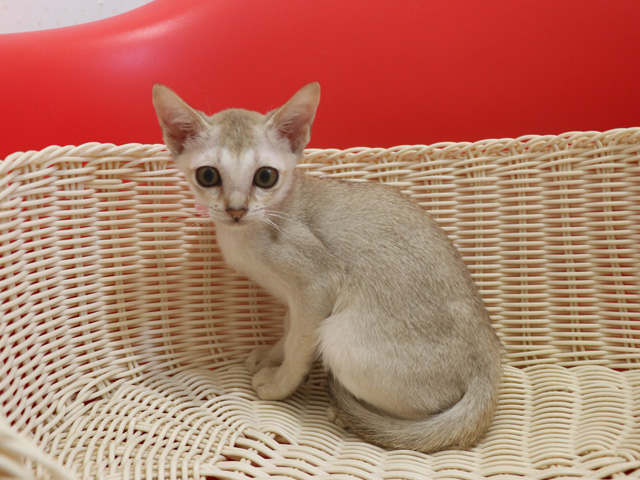 シンガプーラの子猫画像