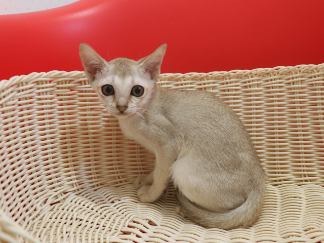 シンガプーラの子猫画像