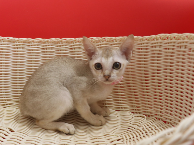 シンガプーラの子猫画像