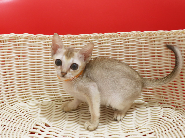 シンガプーラの子猫画像