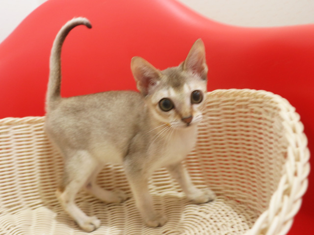 シンガプーラの子猫画像