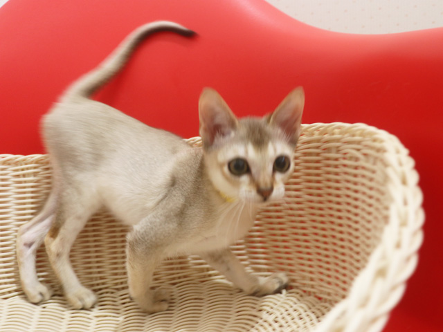 シンガプーラの子猫画像